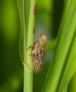 Young cicada on a green stalk