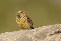 Young Cirl Bunting - Emberiza cirlus sitting