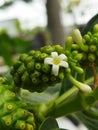 Young citrifolia flower Royalty Free Stock Photo