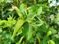 Young citrus leaves damaged from lavae of leaf miner insect Royalty Free Stock Photo