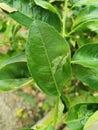 Young citrus leaves damaged from lavae of leaf miner insect