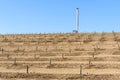 Young citrus plants in a terraced field under blue sky in autumn Royalty Free Stock Photo