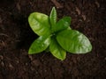 Young citrus, satsuma orange tree seedling growing from the soil. Top down view from above