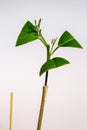 Young growing citrus tree graft Royalty Free Stock Photo