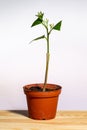 Young growing citrus tree graft Royalty Free Stock Photo