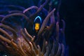 Young Clark`s anemonefish hide in tentacles of bubble tip anemone, fluorescent animal shine in LED actinic blue light, move