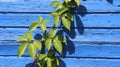 Young Climbing Leaves And Blue Wooden Wall White Sunlight