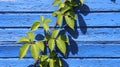 Young Climbing Leaves And Blue Wooden Wall With Sunlight