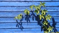 Young Climbing Leaves And Blue Wooden Wall