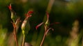 Young Climbing Rose buds. Royalty Free Stock Photo