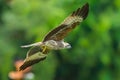 Young Close up of Brahminy kite