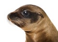 Young Close-up of a California Sea Lion