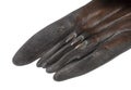 Young Close-up of the paw of a California Sea Lion