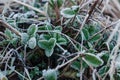 Young clover leaves covered with white hoarfrost. Autumn or spring frost