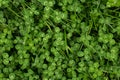 Young clover in spring, green background of young shoots of clover Royalty Free Stock Photo