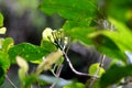 Young Cloves on The tree, Indonesia