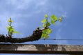 Young cluster of grapes in blossom on old grape vine on vineyard Royalty Free Stock Photo