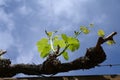 Young cluster of grapes in blossom on old grape vine on vineyard Royalty Free Stock Photo