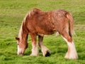 Young Clydesdale Horse