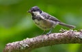 Young Coal tit posing on a small stick in green wood