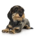 Young Coarse haired Dachshund Royalty Free Stock Photo