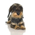 Young Coarse haired Dachshund