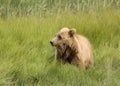 Young Coastal Brown Bear