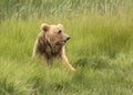 Young Coastal Brown Bear