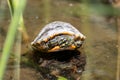 Young coastal plain cooter, Pseudemys floridana Royalty Free Stock Photo