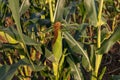 Young cob corn on the stalk in the agriculture field Royalty Free Stock Photo