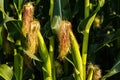 Young cob corn on the stalk. Maize field background Royalty Free Stock Photo