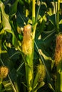 Young cob corn on the stalk. Maize field background Royalty Free Stock Photo