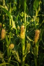 Young cob corn on the stalk. Maize field background Royalty Free Stock Photo