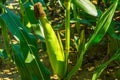 Young cob corn on the stalk.Not yet fully developed. Royalty Free Stock Photo