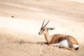 Little cobe lechwe antelope lying down Royalty Free Stock Photo