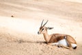 Little cobe lechwe antelope lying down