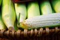 Young cobs of fresh White sweet corn from organic garden Royalty Free Stock Photo