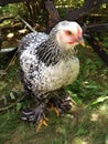 Young Cochin hen Royalty Free Stock Photo