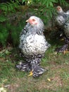 Young Cochin Hen Royalty Free Stock Photo