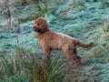 A young cockapoo in a frosty field