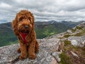 Young Cockapoo sitting on a rock in Glencoe