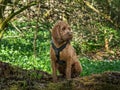 A young cockapoo sitting in the woods