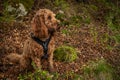 A young cockapoo sitting in the woods