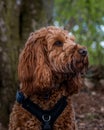 A young cockapoo sitting in the woods