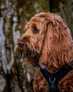 A young cockapoo sitting in the woods