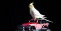 Young Cockatiel isolated on black background