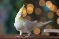 Young Cockatiel isolated on bokeh background