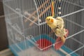 Young cockatiel playing around his cage