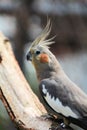 Young cockatiel