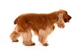 Young cocker spaniel isolated